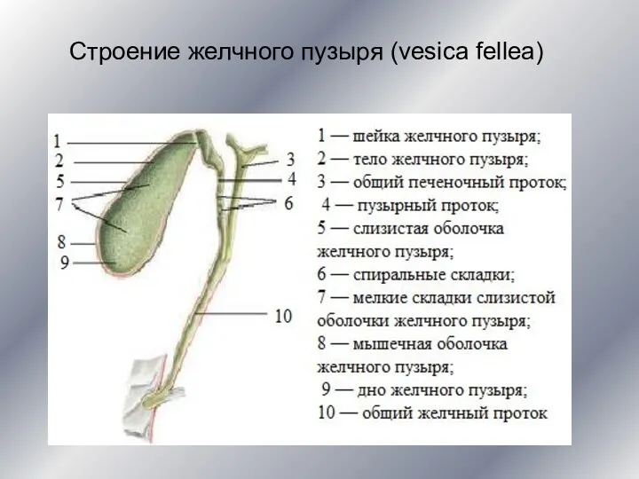 Строение желчного пузыря (vesica fellea)