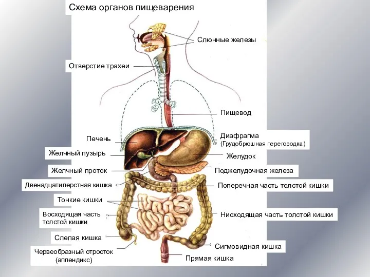 Слюнные железы Отверстие трахеи Пищевод Печень Диафрагма (Грудобрюшная перегородка) Желудок