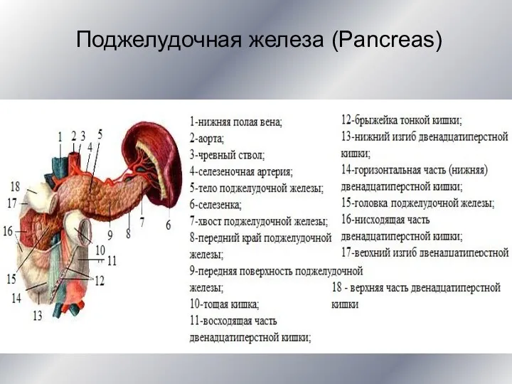 Поджелудочная железа (Pancreas)
