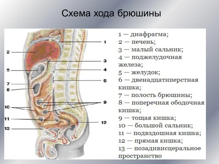 Схема хода брюшины