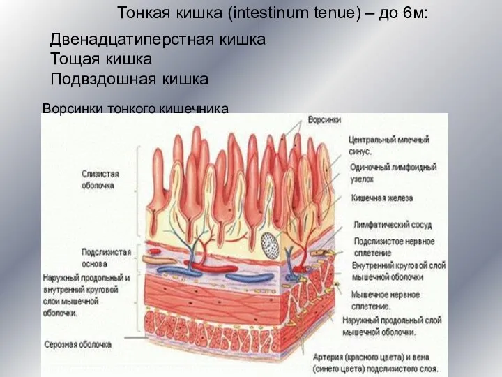 Тонкая кишка (intestinum tenue) – до 6м: Двенадцатиперстная кишка Тощая кишка Подвздошная кишка Ворсинки тонкого кишечника