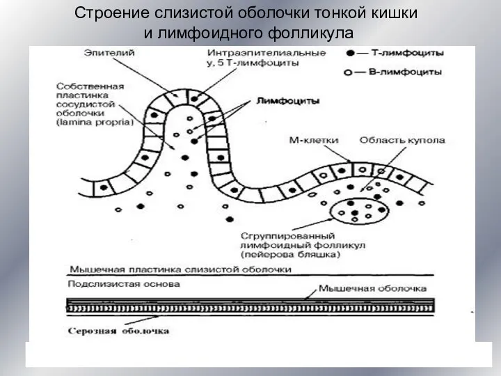 Строение слизистой оболочки тонкой кишки и лимфоидного фолликула