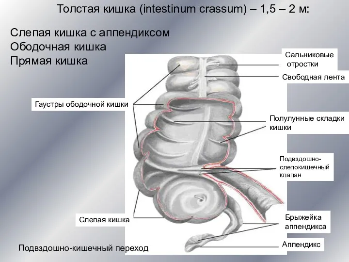 Толстая кишка (intestinum crassum) – 1,5 – 2 м: Слепая