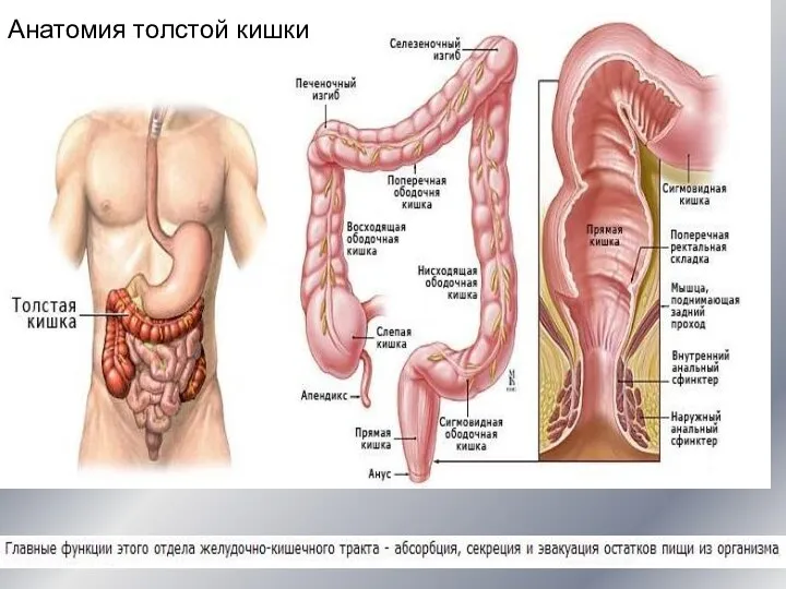 Анатомия толстой кишки