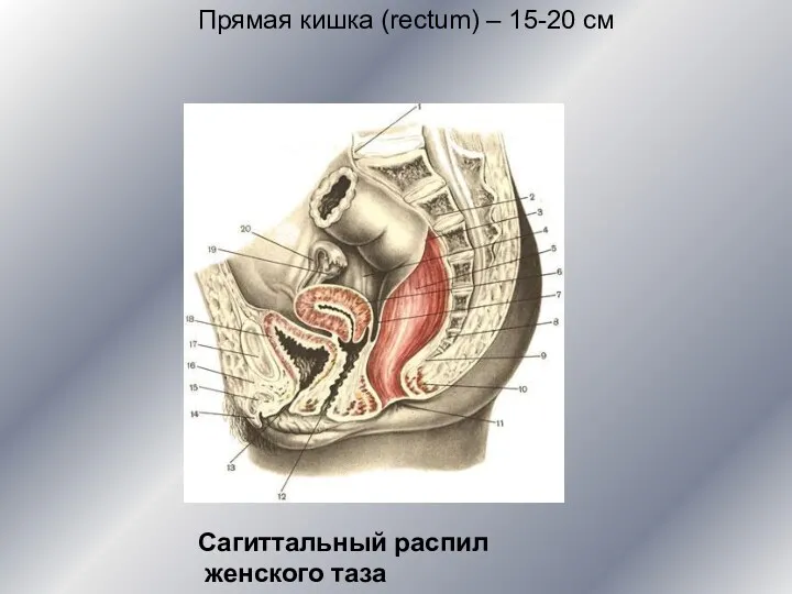 Прямая кишка (rectum) – 15-20 см Сагиттальный распил женского таза