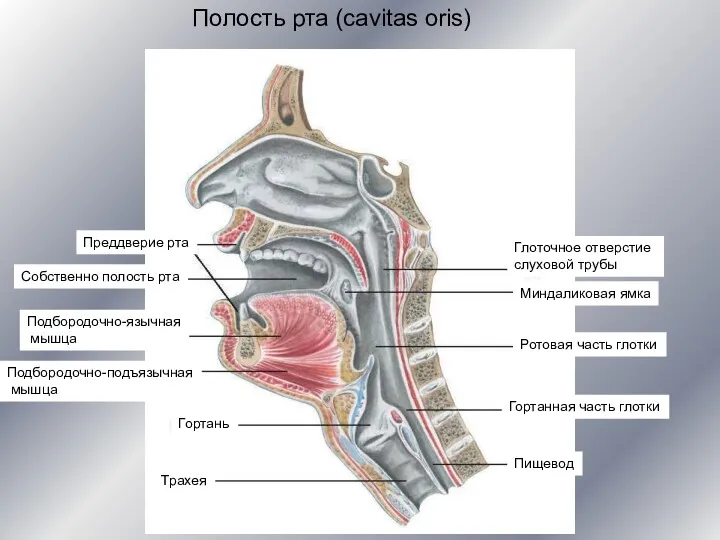 Полость рта (cavitas oris) Преддверие рта Собственно полость рта Подбородочно-язычная