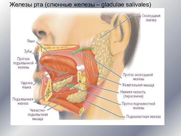 Железы рта (слюнные железы – gladulae salivales)