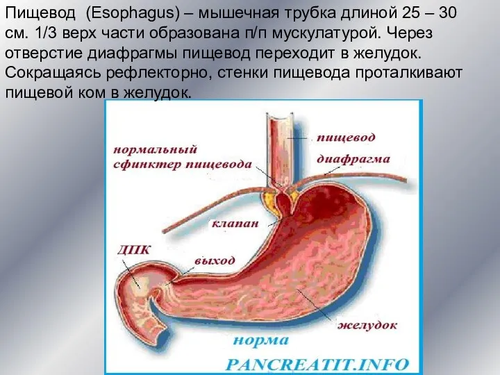 Пищевод (Esophagus) – мышечная трубка длиной 25 – 30 см.