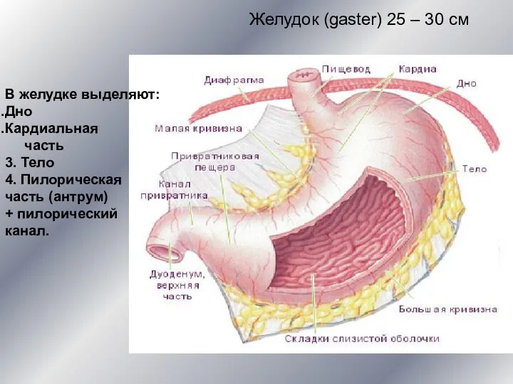 Желудок (gaster) 25 – 30 см В желудке выделяют: Дно