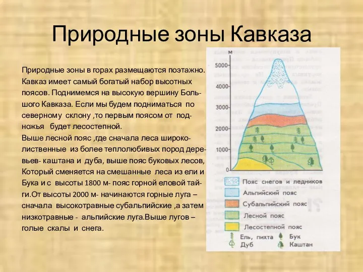 Природные зоны Кавказа Природные зоны в горах размещаются поэтажно. Кавказ