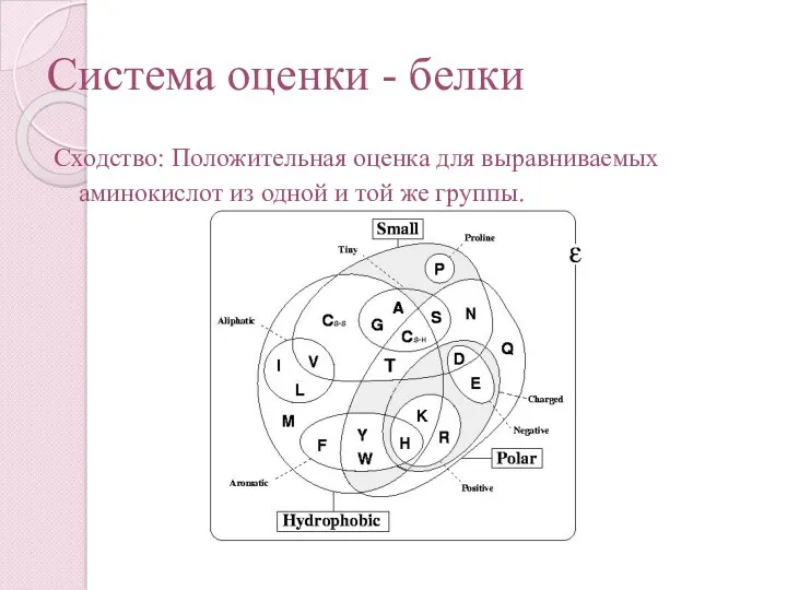 Система оценки - белки Сходство: Положительная оценка для выравниваемых аминокислот из одной и той же группы.