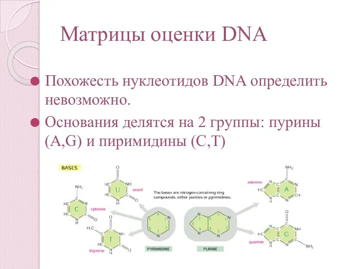 Матрицы оценки DNA Похожесть нуклеотидов DNA определить невозможно. Основания делятся на 2 группы: