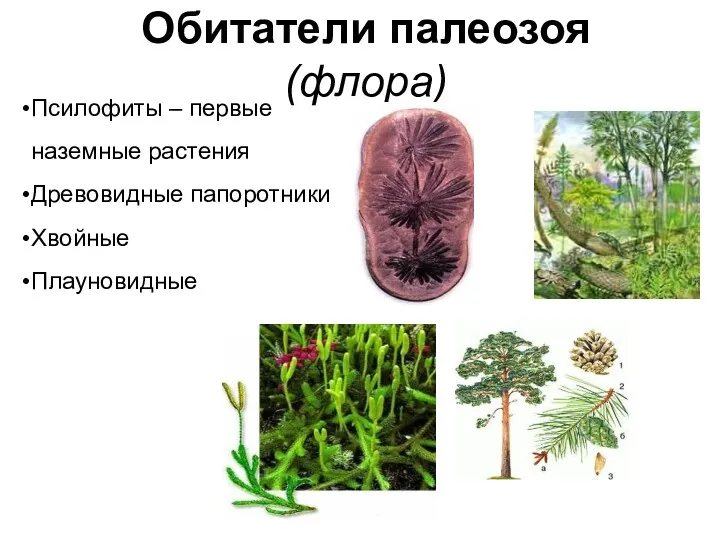 Псилофиты – первые наземные растения Древовидные папоротники Хвойные Плауновидные Обитатели палеозоя (флора)