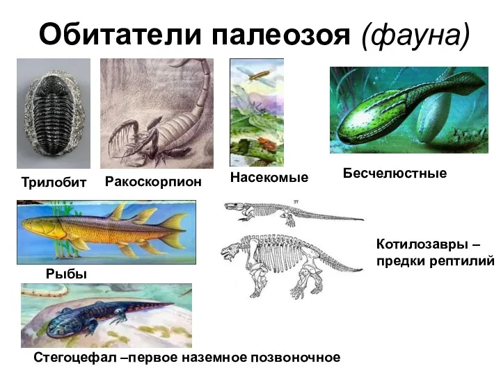 Обитатели палеозоя (фауна) Трилобит Ракоскорпион Бесчелюстные Рыбы Стегоцефал –первое наземное позвоночное Котилозавры – предки рептилий Насекомые