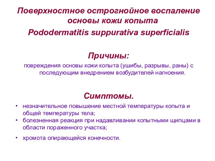 Поверхностное острогнойное воспаление основы кожи копыта Pododermatitis suppurativa superficialis Причины: повреждения основы кожи