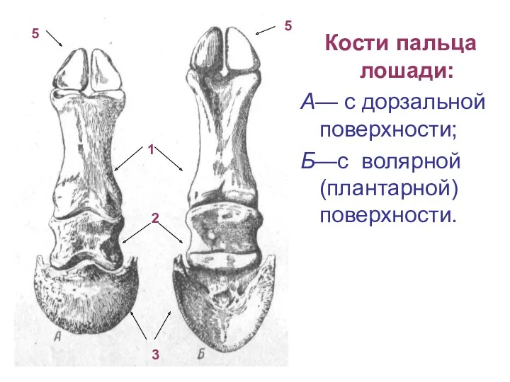 Кости пальца лошади: А— с дорзальной поверхности; Б—с волярной (плантарной) поверхности. 5 5 1 2 3