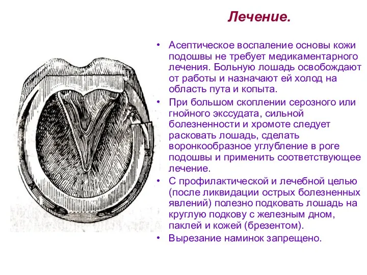 Лечение. Асептическое воспаление основы кожи подошвы не требует медикаментарного лечения. Больную лошадь освобождают