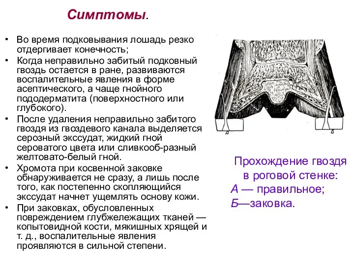 Симптомы. Во время подковывания лошадь резко отдергивает конечность; Когда неправильно