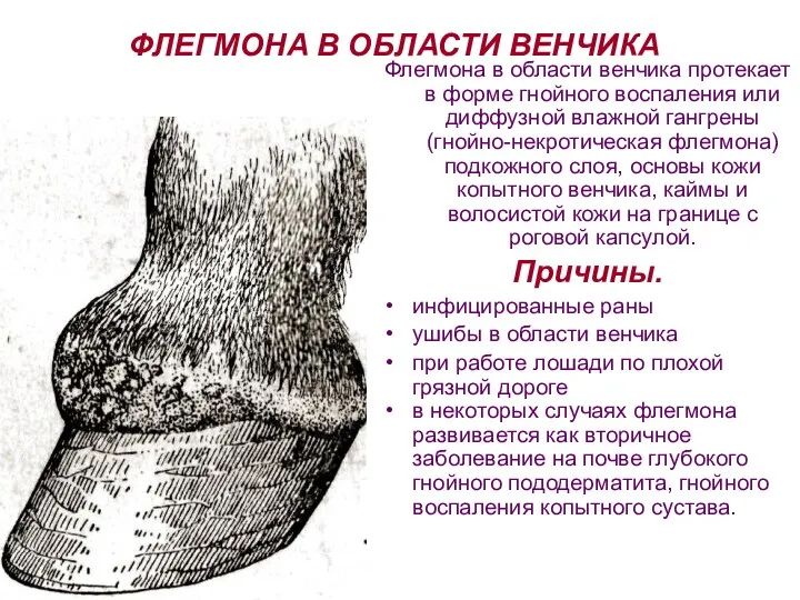 ФЛЕГМОНА В ОБЛАСТИ ВЕНЧИКА Флегмона в области венчика протекает в