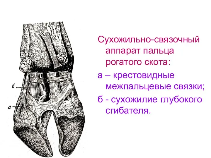 Сухожильно-связочный аппарат пальца рогатого скота: а – крестовидные межпальцевые связки; б - сухожилие глубокого сгибателя.