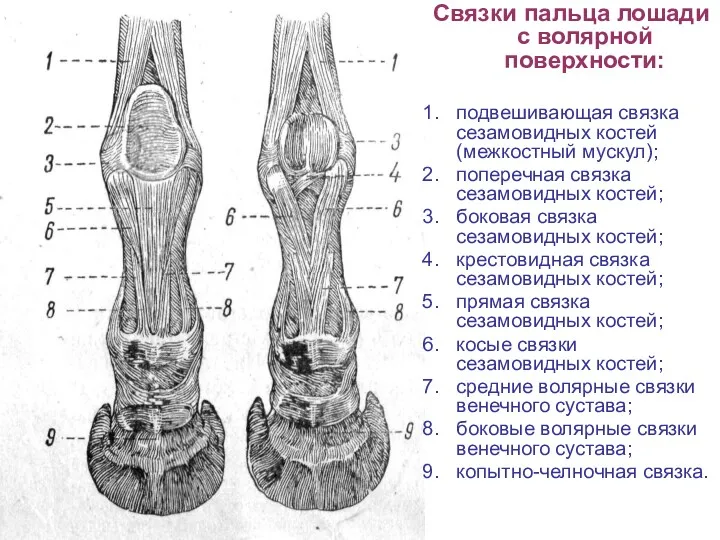 Связки пальца лошади с волярной поверхности: подвешивающая связка сезамовидных костей (межкостный мускул); поперечная