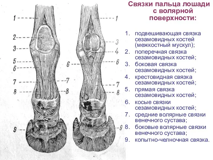 Связки пальца лошади с волярной поверхности: подвешивающая связка сезамовидных костей