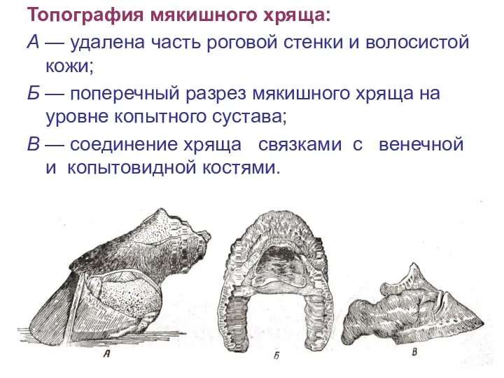 Топография мякишного хряща: А — удалена часть роговой стенки и