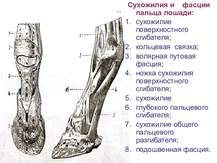 Сухожилия и фасции пальца лошади: сухожилие поверхностного сгибателя; кольцевая связка; волярная путовая фасция;