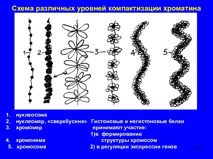 Схема различных уровней компактизации хроматина нуклеосома нуклеомер, «сверхбусина» Гистоновые и