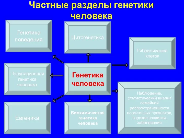 Частные разделы генетики человека Генетика человека Биохимическая генетика человека Цитогенетика