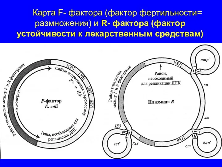 Карта F- фактора (фактор фертильности= размножения) и R- фактора (фактор устойчивости к лекарственным средствам)