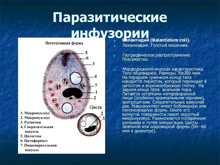 Паразитические инфузории Балантидий (Balantidium coli). Локализация. Толстый кишечник. Географическое распространение.