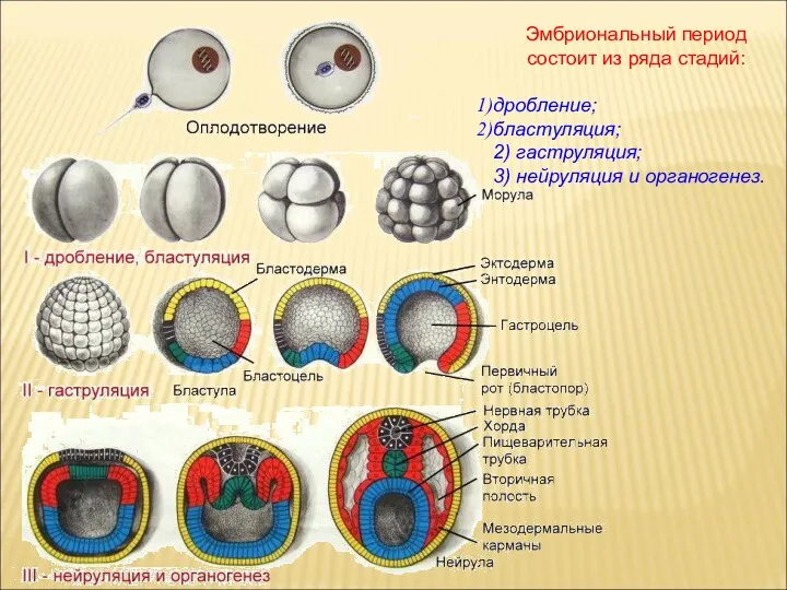 Эмбриональный период состоит из ряда стадий: дробление; бластуляция; 2) гаструляция; 3) нейруляция и органогенез.