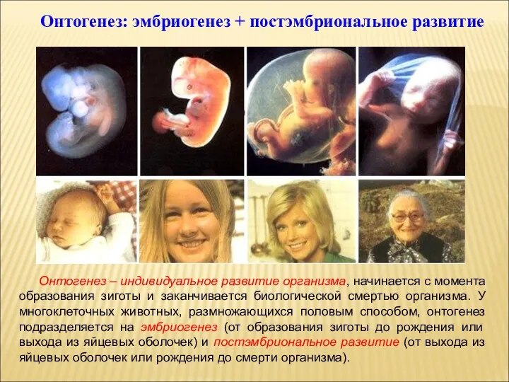 Онтогенез: эмбриогенез + постэмбриональное развитие Онтогенез – индивидуальное развитие организма,