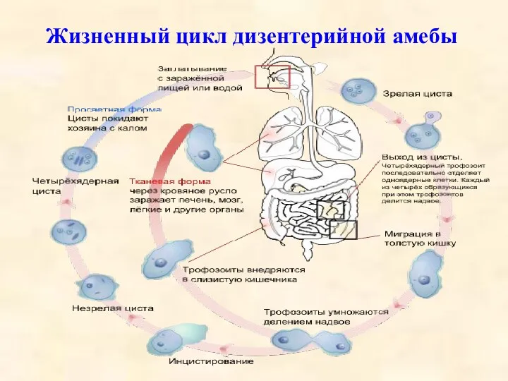 Жизненный цикл дизентерийной амебы