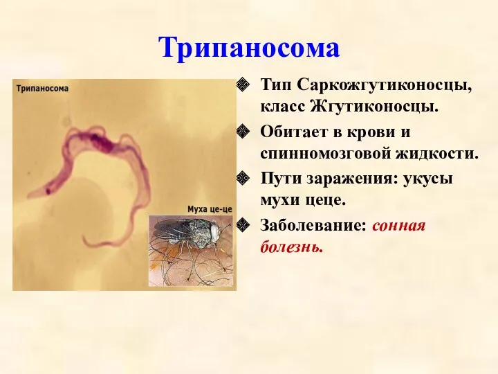 Трипаносома Тип Саркожгутиконосцы, класс Жгутиконосцы. Обитает в крови и спинномозговой