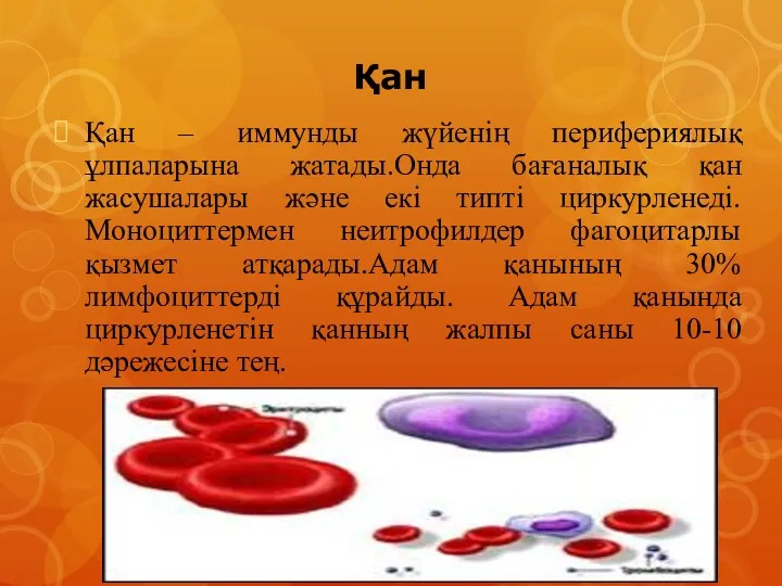 Қан Қан – иммунды жүйенің перифериялық ұлпаларына жатады.Онда бағаналық қан