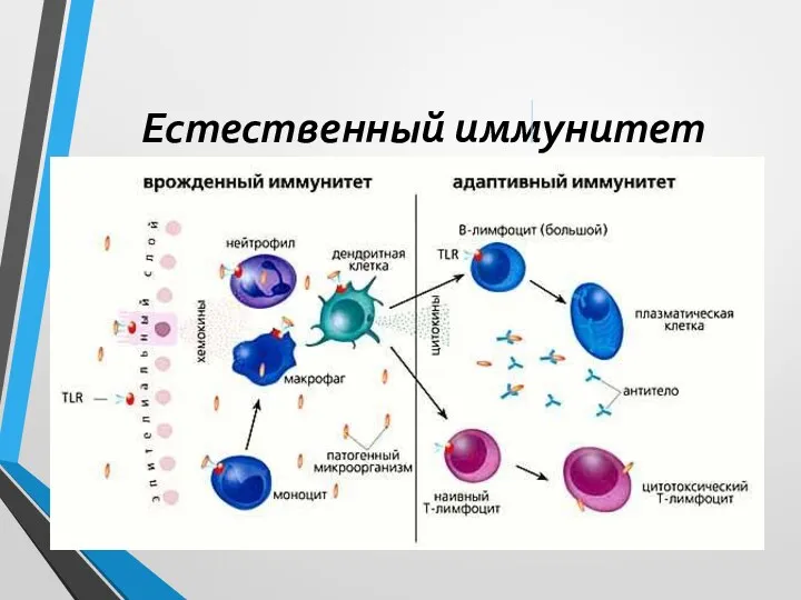 Естественный иммунитет