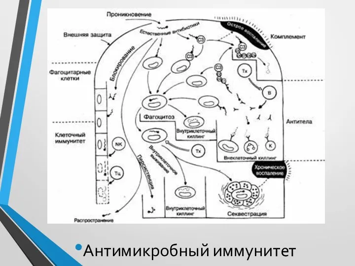 Антимикробный иммунитет