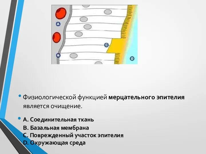 Физиологической функцией мерцательного эпителия является очищение. A. Соединительная ткань B.