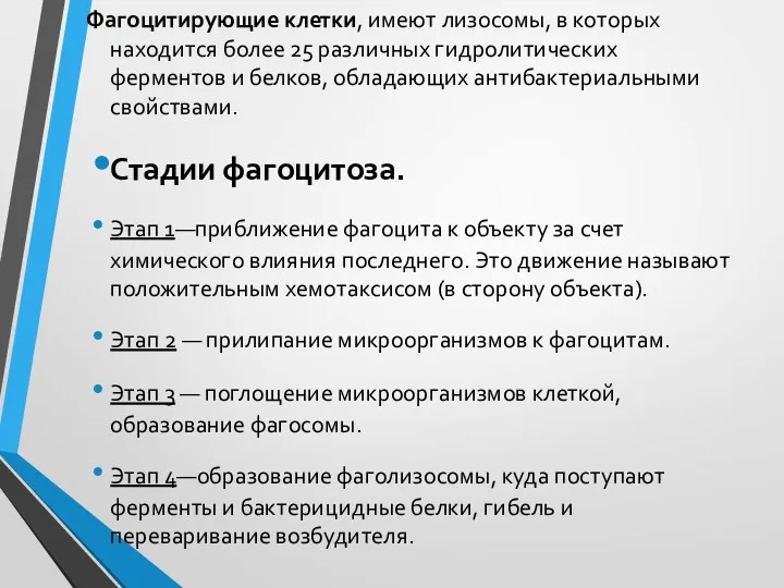 Фагоцитирующие клетки, имеют лизосомы, в которых находится более 25 различных