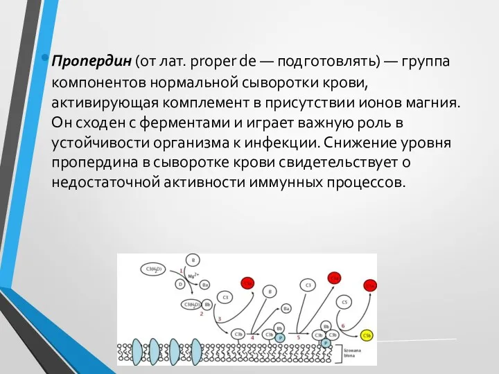 Пропердин (от лат. proper de — подготовлять) — группа компонентов