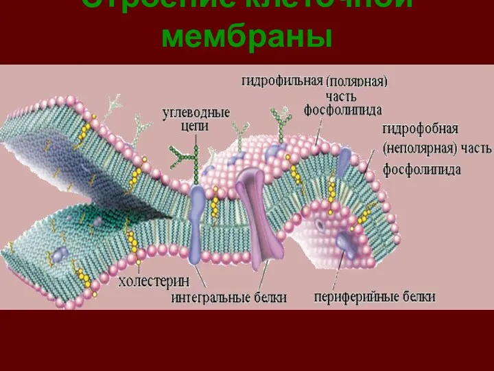 Строение клеточной мембраны