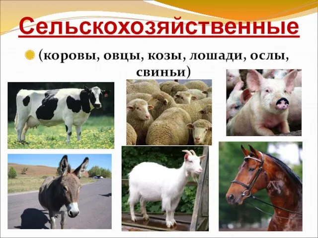 Сельскохозяйственные (коровы, овцы, козы, лошади, ослы, свиньи)