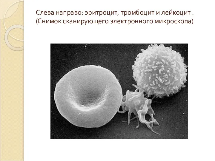 Слева направо: эритроцит, тромбоцит и лейкоцит . (Снимок сканирующего электронного микроскопа)