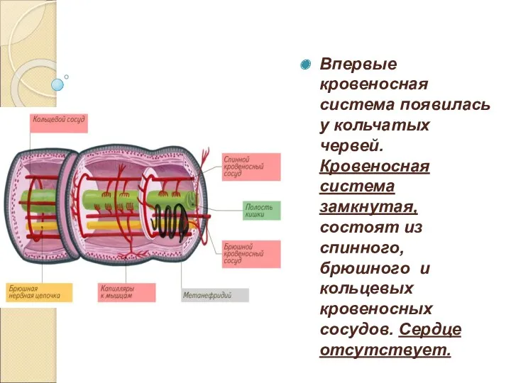 Впервые кровеносная система появилась у кольчатых червей. Кровеносная система замкнутая, состоят из спинного,