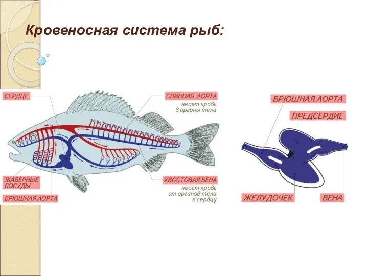 Кровеносная система рыб: