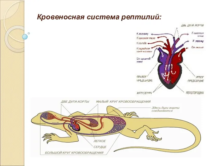 Кровеносная система рептилий: