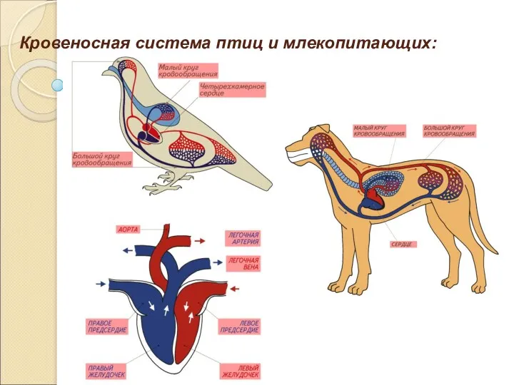 Кровеносная система птиц и млекопитающих: