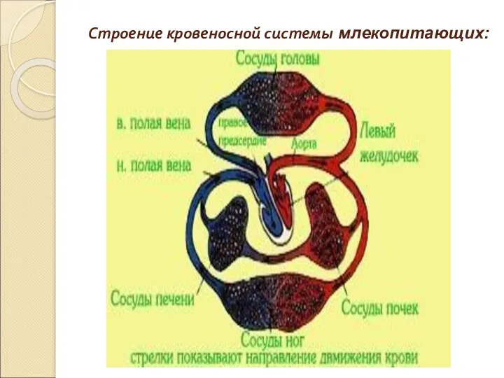 Строение кровеносной системы млекопитающих: